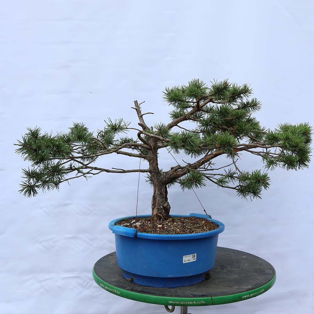Pinus sylvestris Spanyolország – erdei fenyő