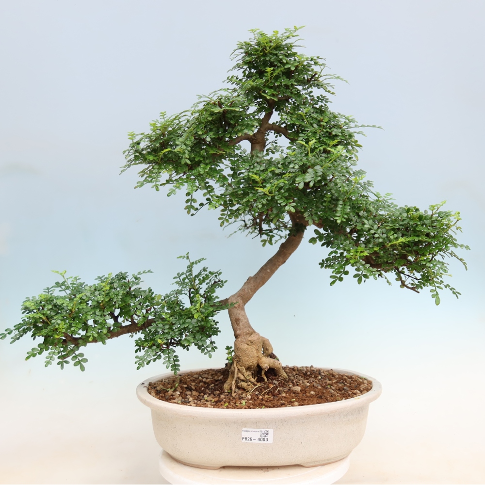 Szobai bonsai - Zantoxylum piperitum - borsfa
