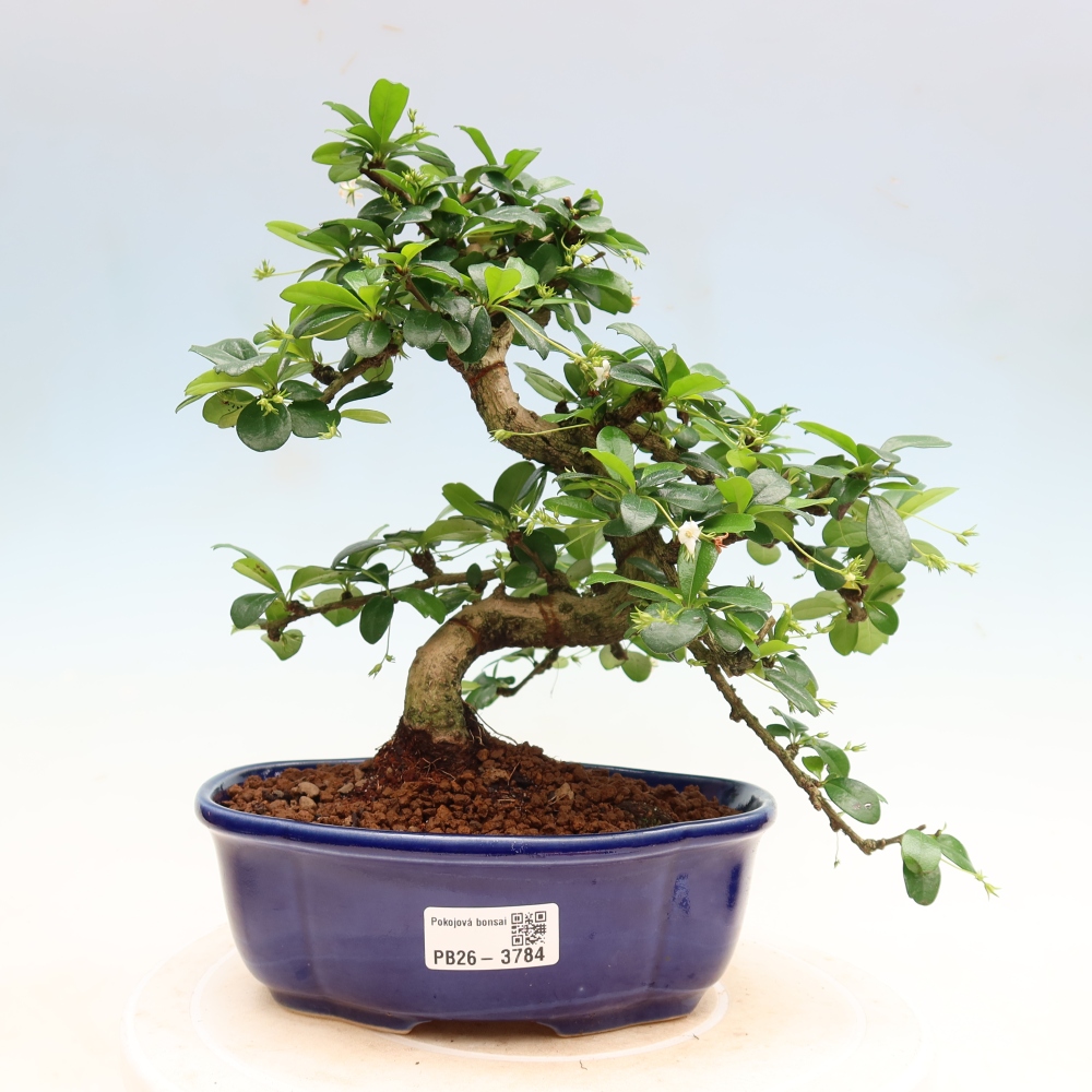 Szobai bonsai - Carmona macrophylla - Tea fuki