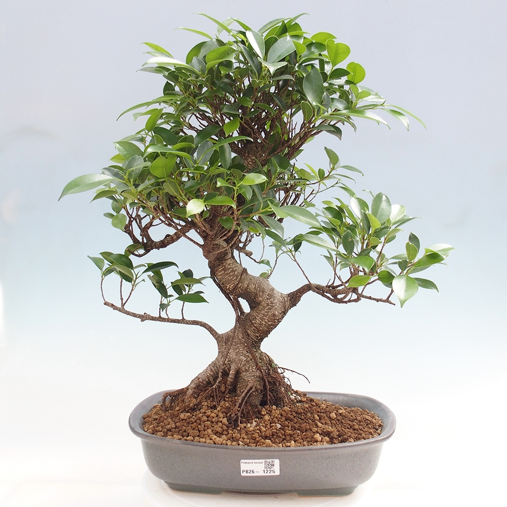 Szobai bonsai - Ficus kimmen - kislevelű fikusz