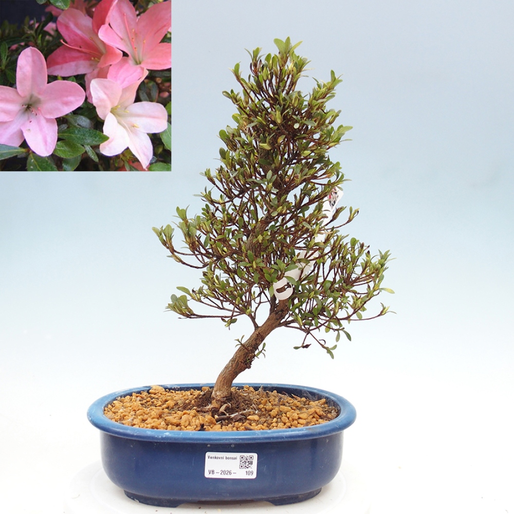 Kültéri bonsai - Japán azálea - Azalea Nikko