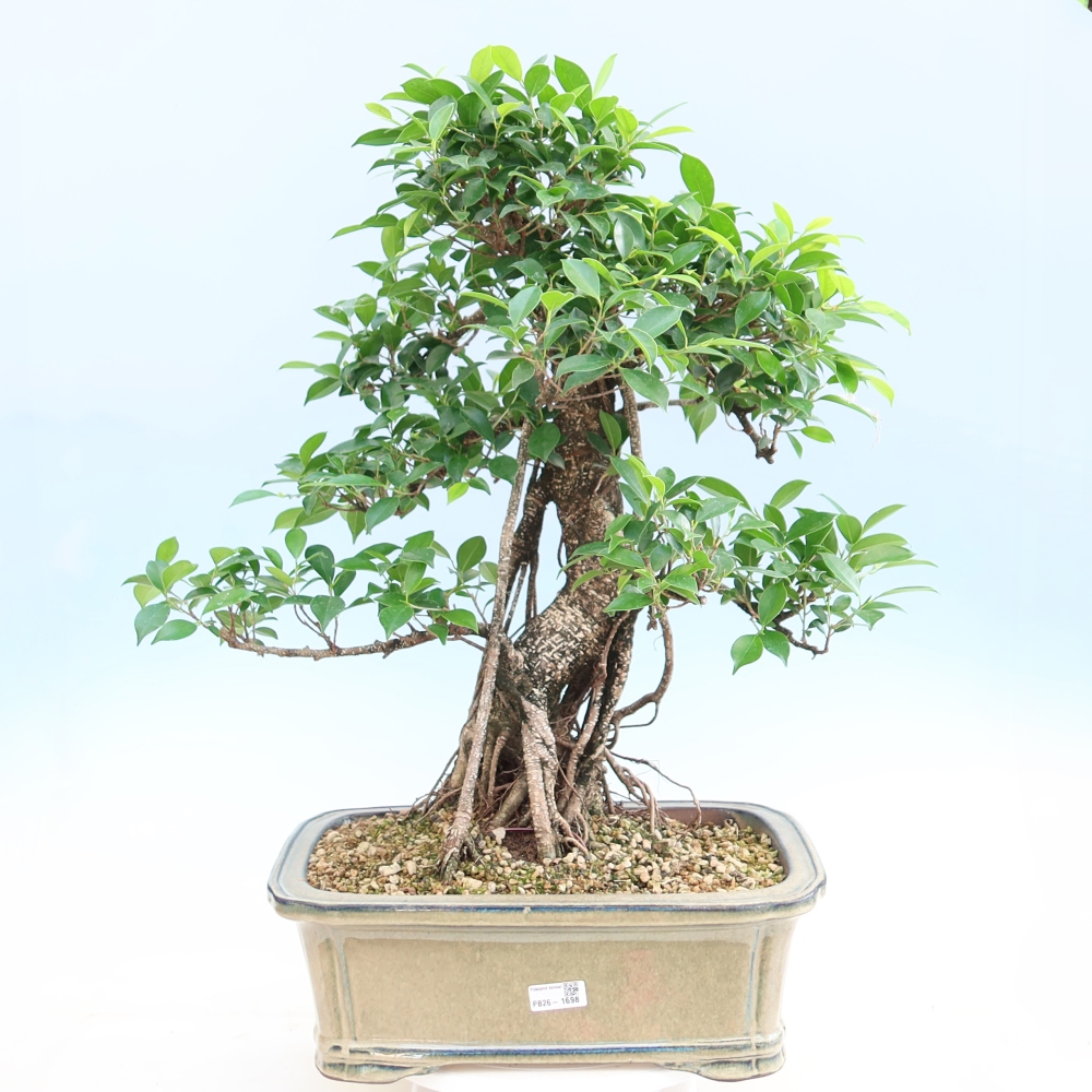 Szobai bonsai - Ficus kimmen - kislevelű fikusz