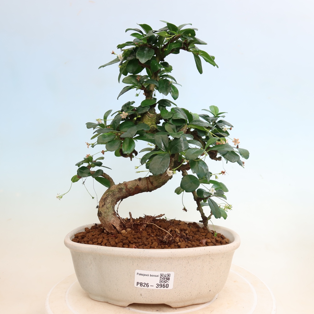 Szobai bonsai - Carmona macrophylla - Tea fuki