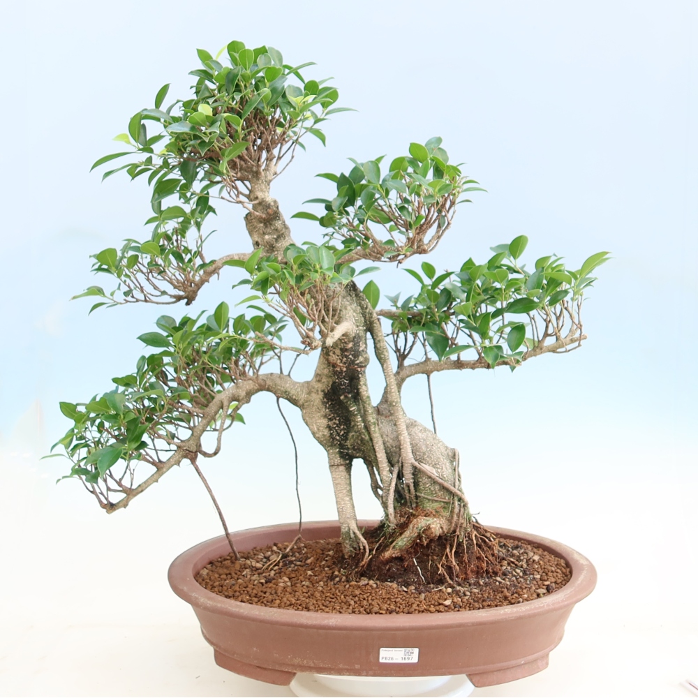 Szobai bonsai - Ficus kimmen - kislevelű fikusz