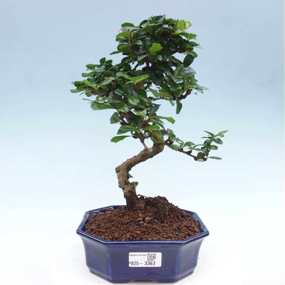 Szobai bonsai - Carmona macrophylla - Tea fuki