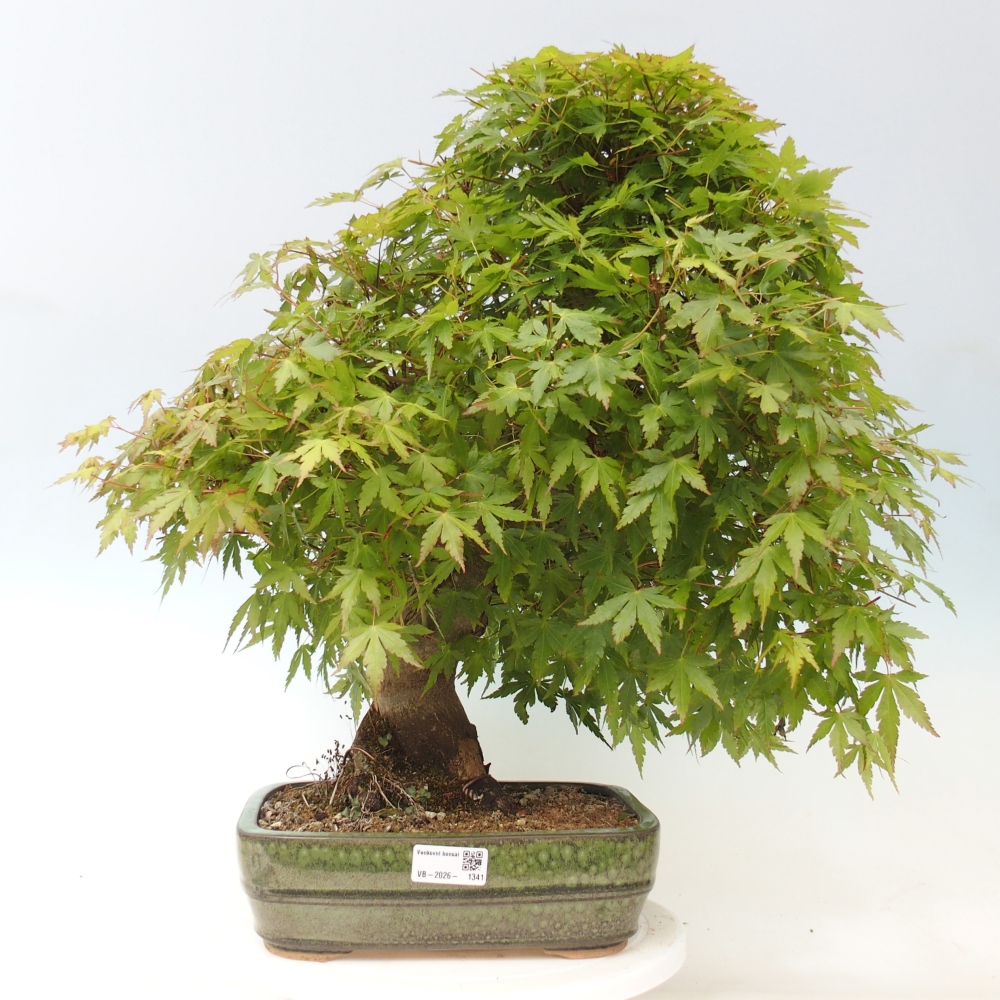Kültéri bonsai - Acer palmatum - CSAK raklap előkészítése
