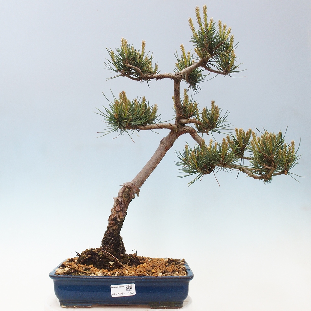 Kültéri bonsai - Pinus Sylvestris Watererri - erdeifenyő