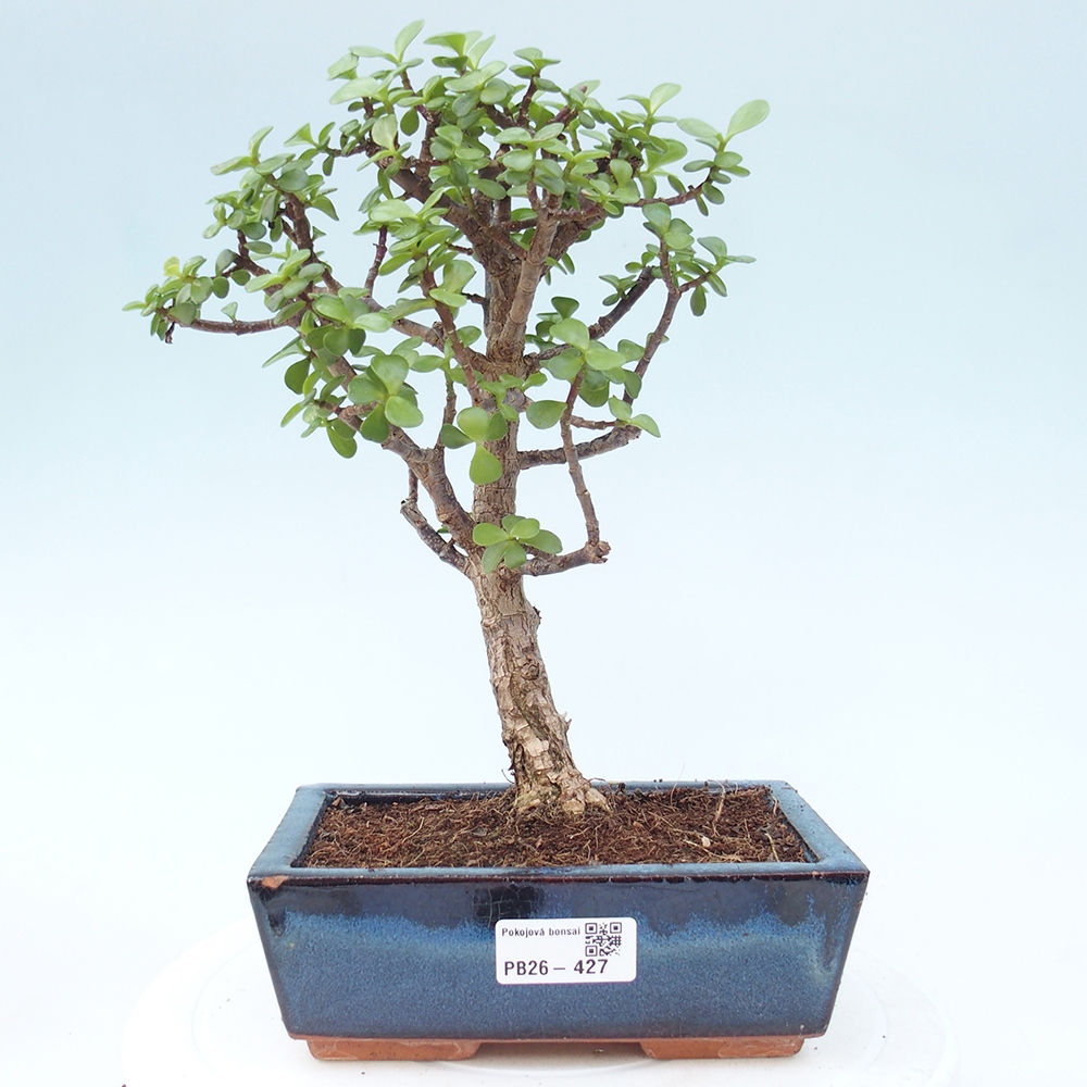 Szoba bonsai - Portulakaria Afra - Tlustice