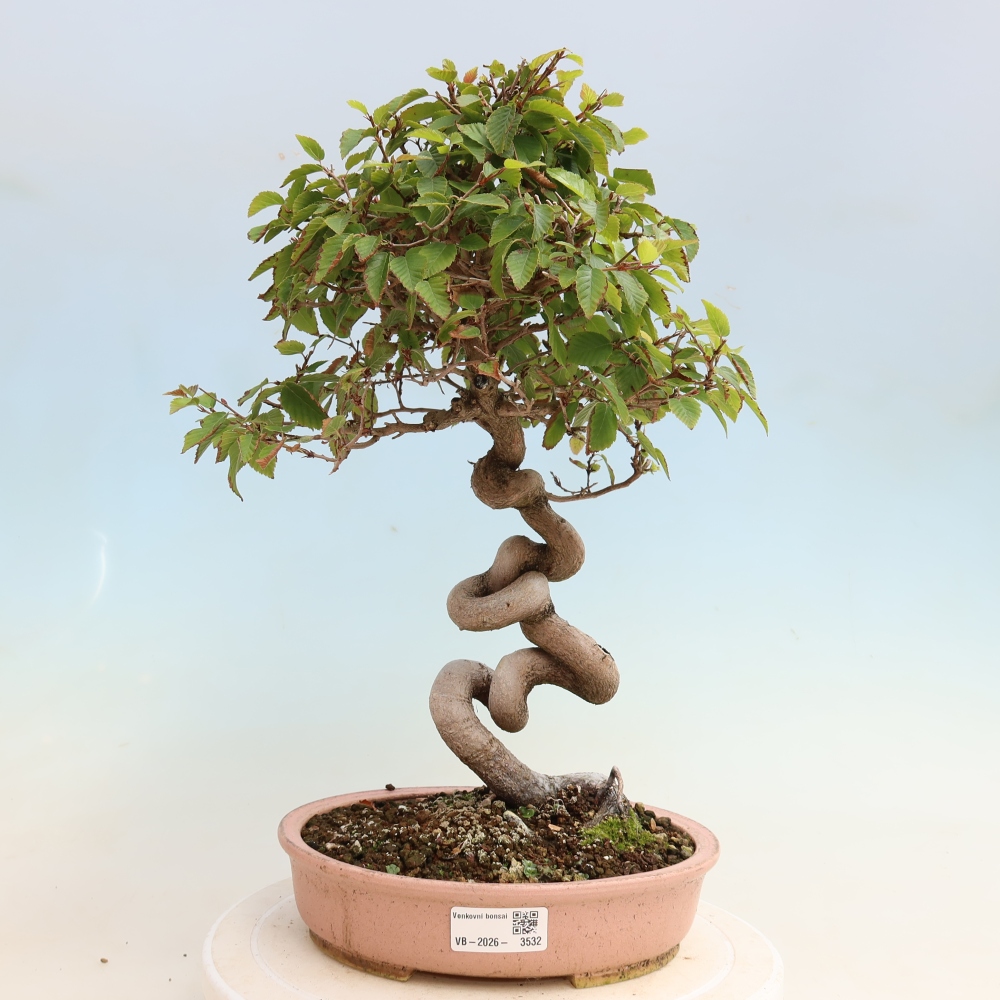 Kültéri bonsai -Carpinus CARPINOIDES - Koreai gyertyánfa