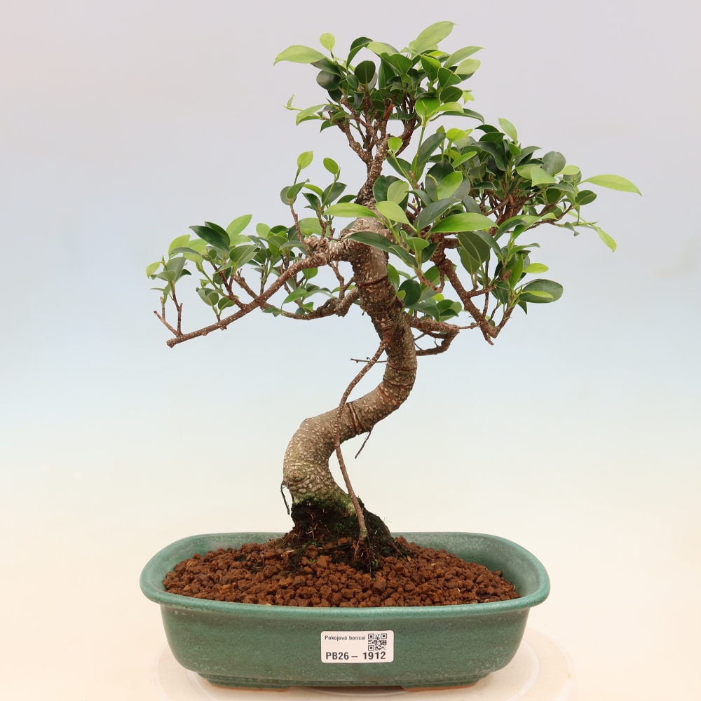 Szobai bonsai - Ficus kimmen - kislevelű fikusz