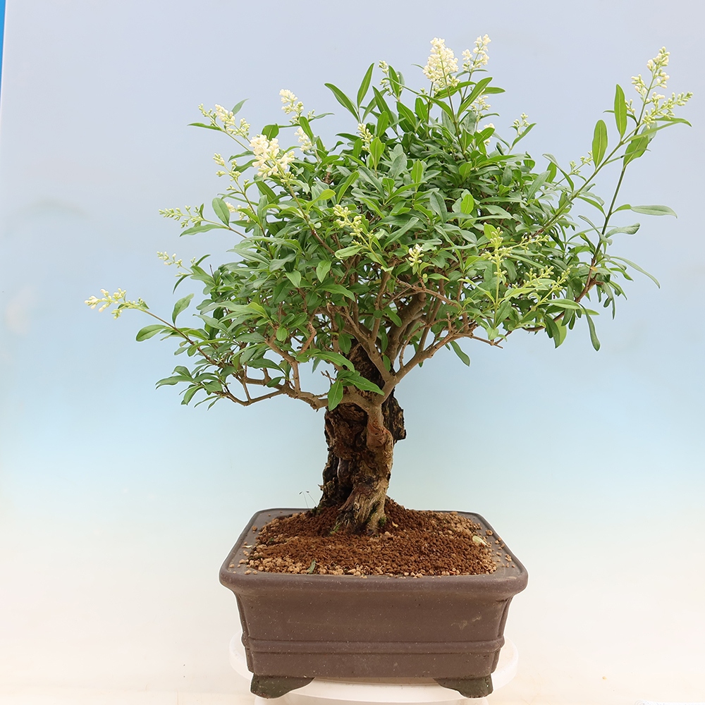 Kültéri bonsai - Ligustrum vulgare - Madárcsőr