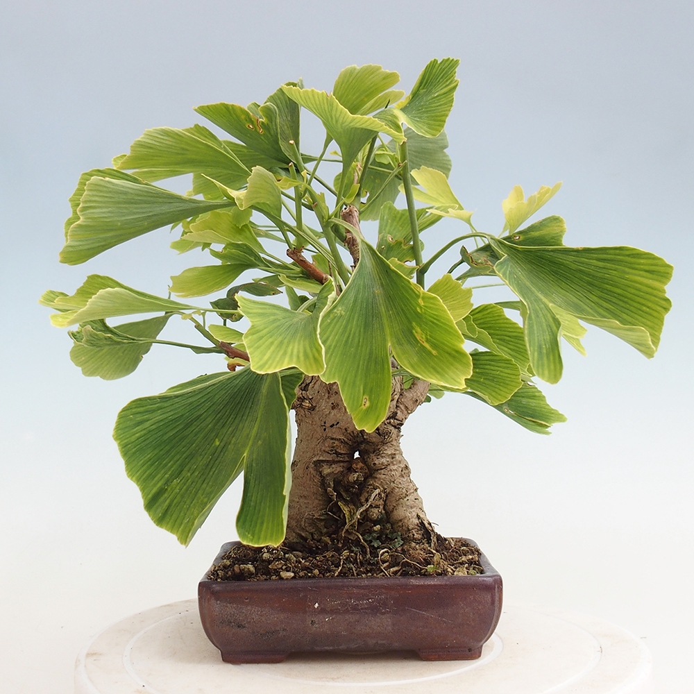 Kültéri bonsai - Ginkgo biloba - Ginkgo biloba