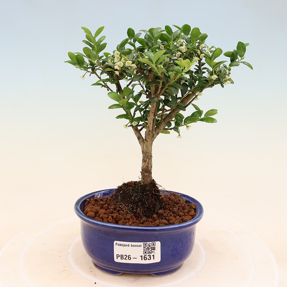 Szobai bonsai - Ilex crenata - Holly