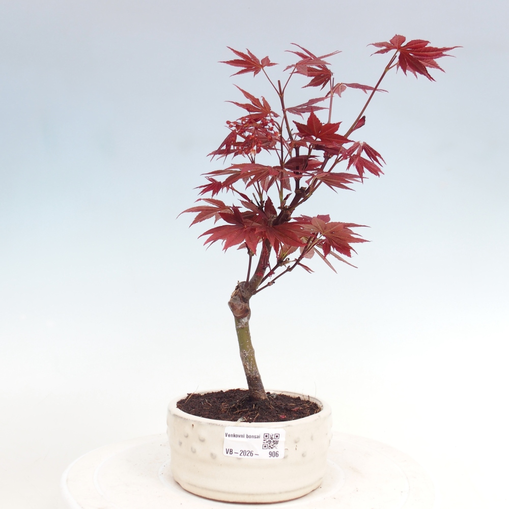 Kültéri bonsai - Acer pálma. Atropurpureum-Javor palmate