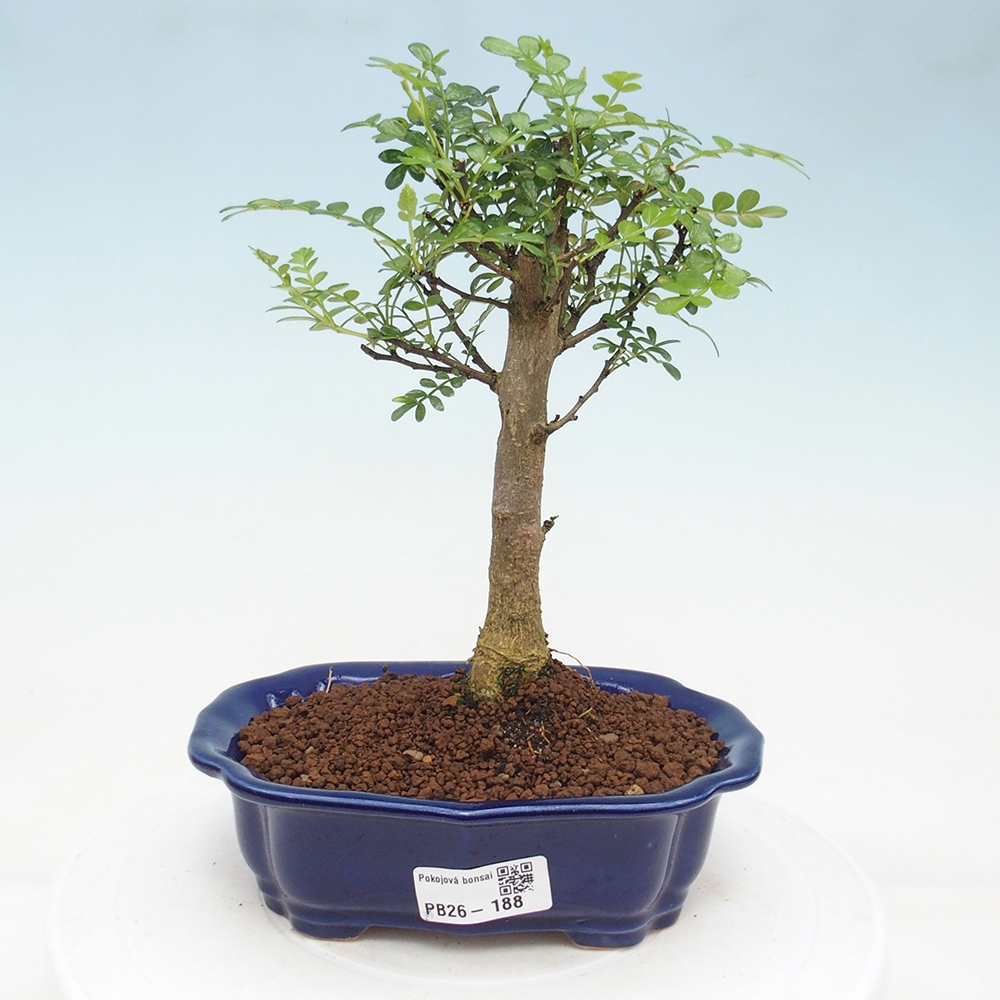 Szobai bonsai - Zantoxylum piperitum - borsfa