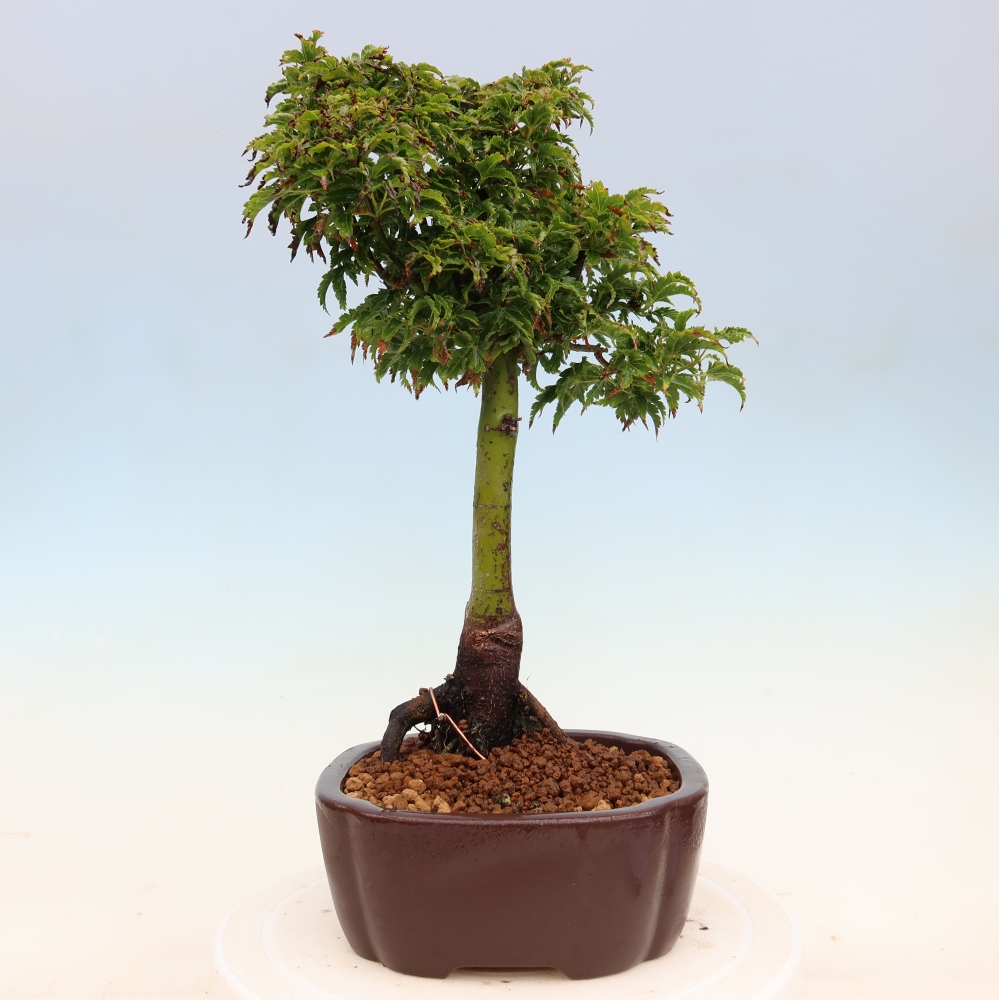 Kültéri bonsai -Javor pálma Acer palmatum Shishigashira