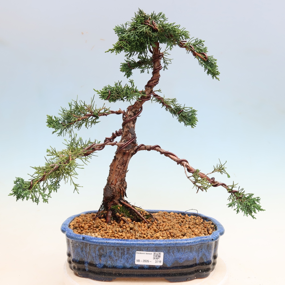 Kültéri bonsai - Juniperus chinensis Kishu