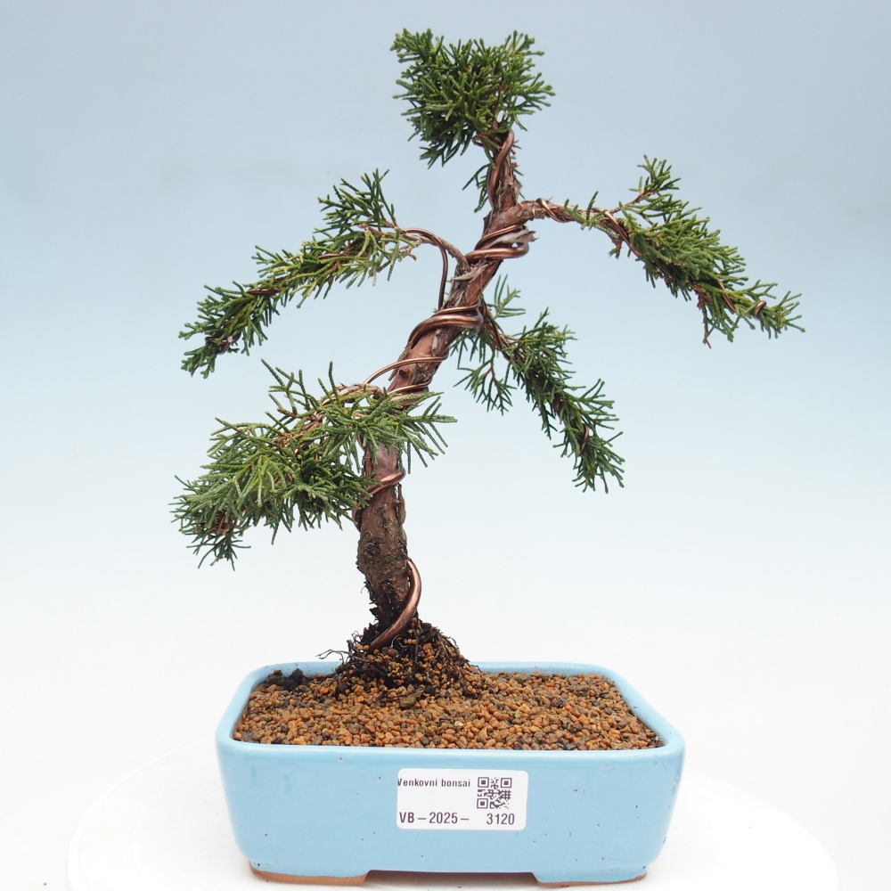 Kültéri bonsai - Juniperus chinensis Kishu