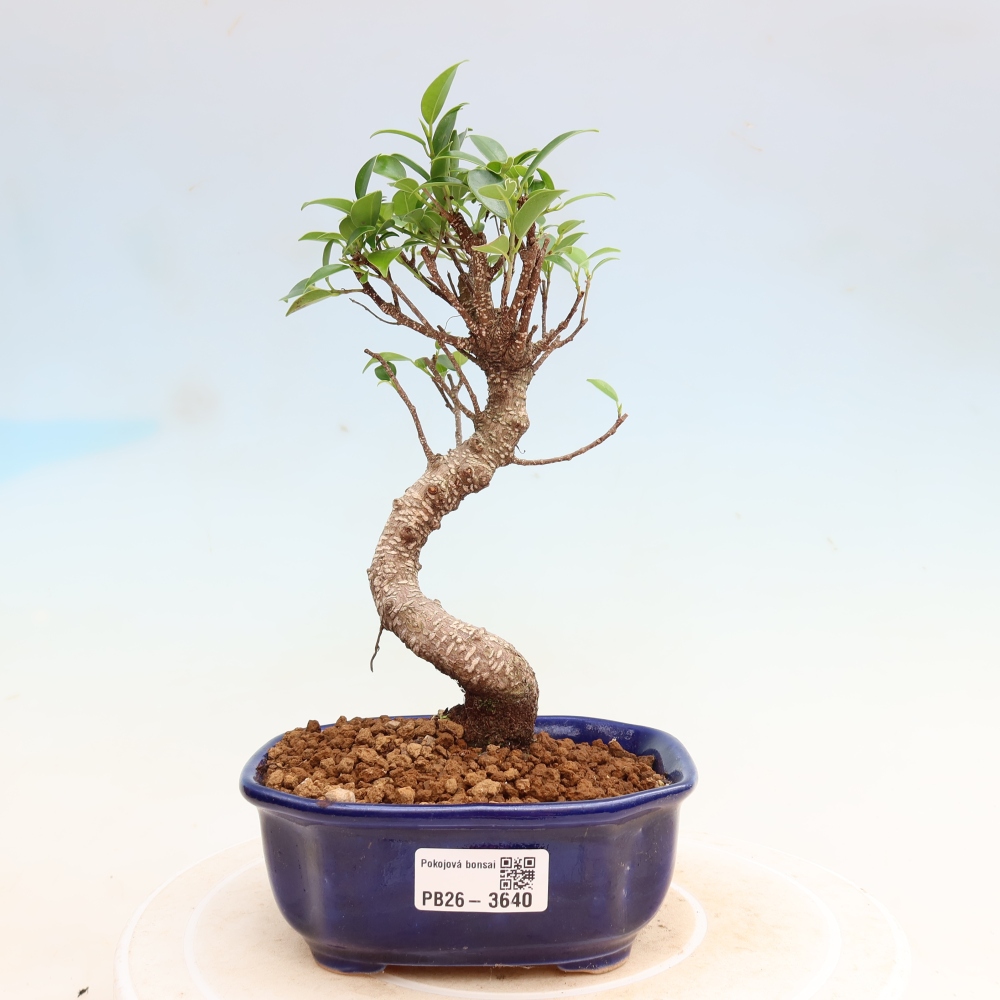 Szobai bonsai - Ficus kimmen - kislevelű fikusz
