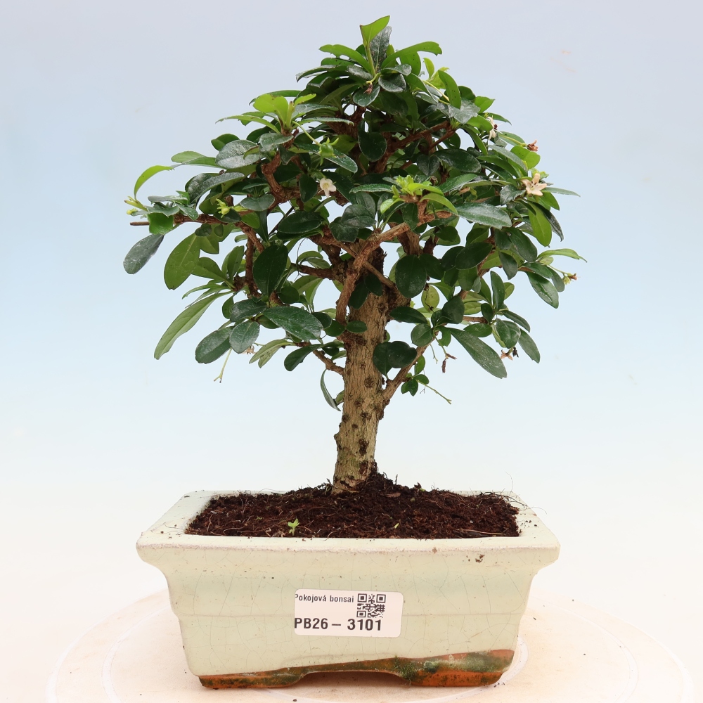 Szobai bonsai - Carmona macrophylla - Tea fuki