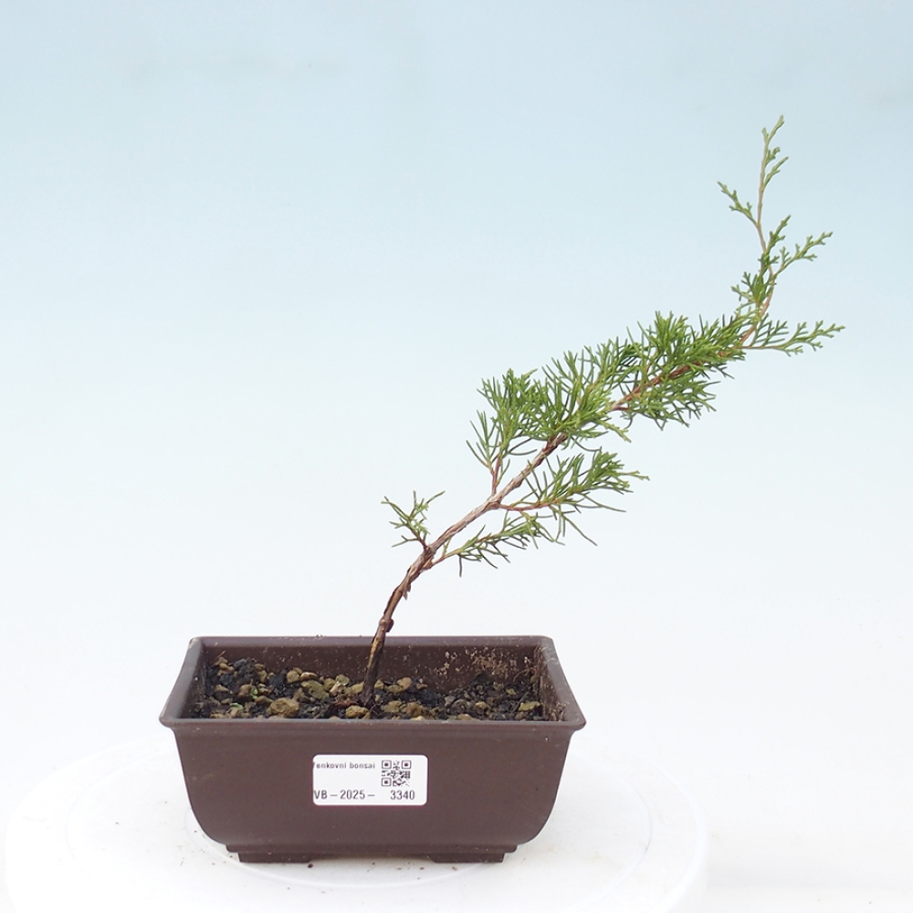 Kültéri bonsai - Juniperus chinensis Itoigawa