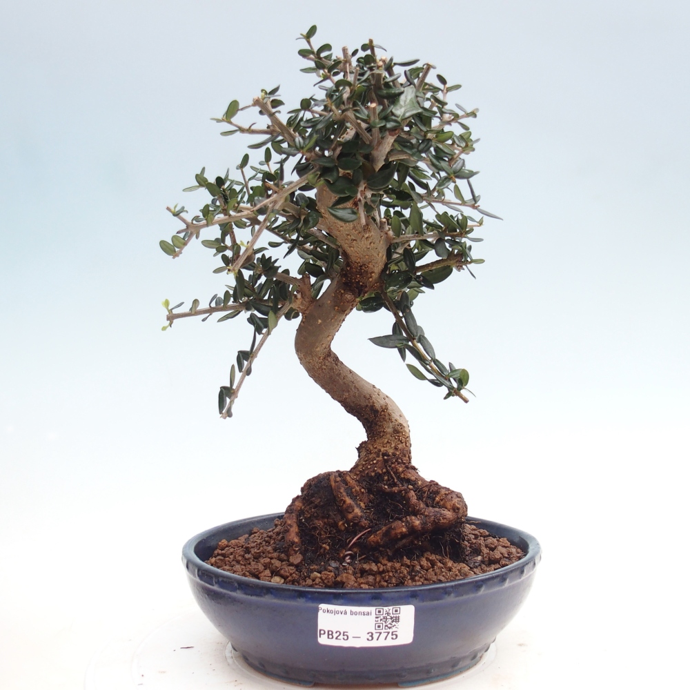 Beltéri bonsai - Olea europaea sylvestris