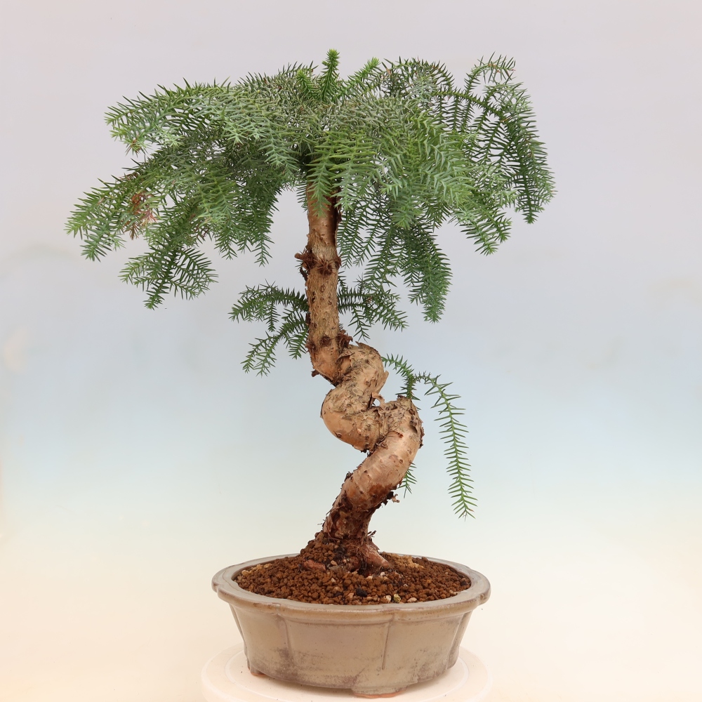 Szobai bonsai - Araucaria - szobai lucfenyő