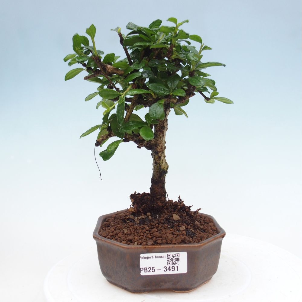 Szobai bonsai - Carmona macrophylla - Tea fuki