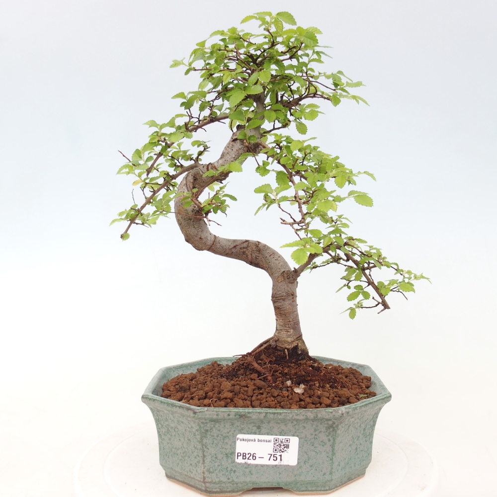 Szobai bonsai - Ulmus parvifolia - Kislevelű szilfa