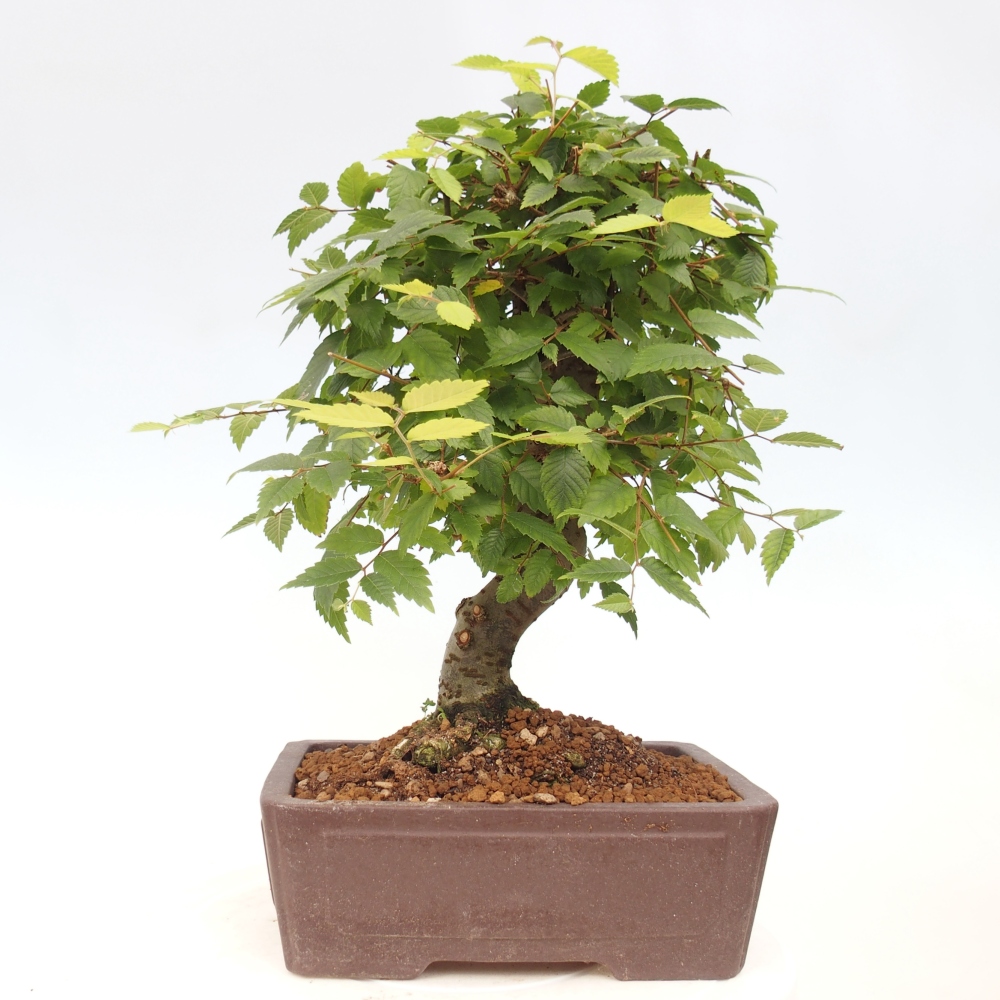 Kültéri bonsai - Zelkova - Zelkova NIRE