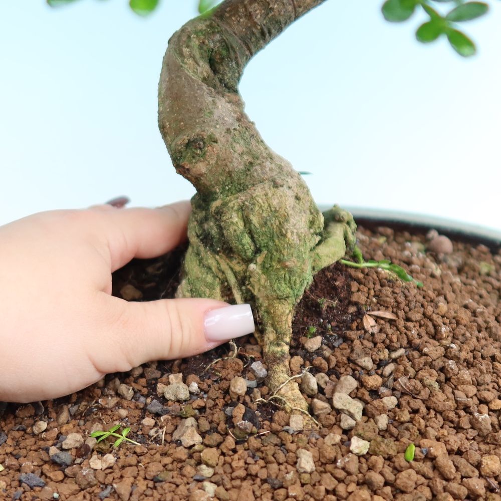 Szobai bonsai - Zantoxylum piperitum - borsfa