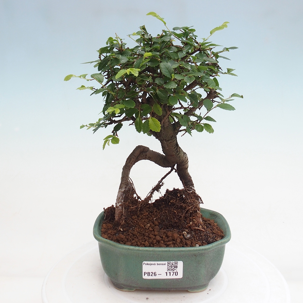 Szobai bonsai - Ulmus parvifolia - Kislevelű szilfa