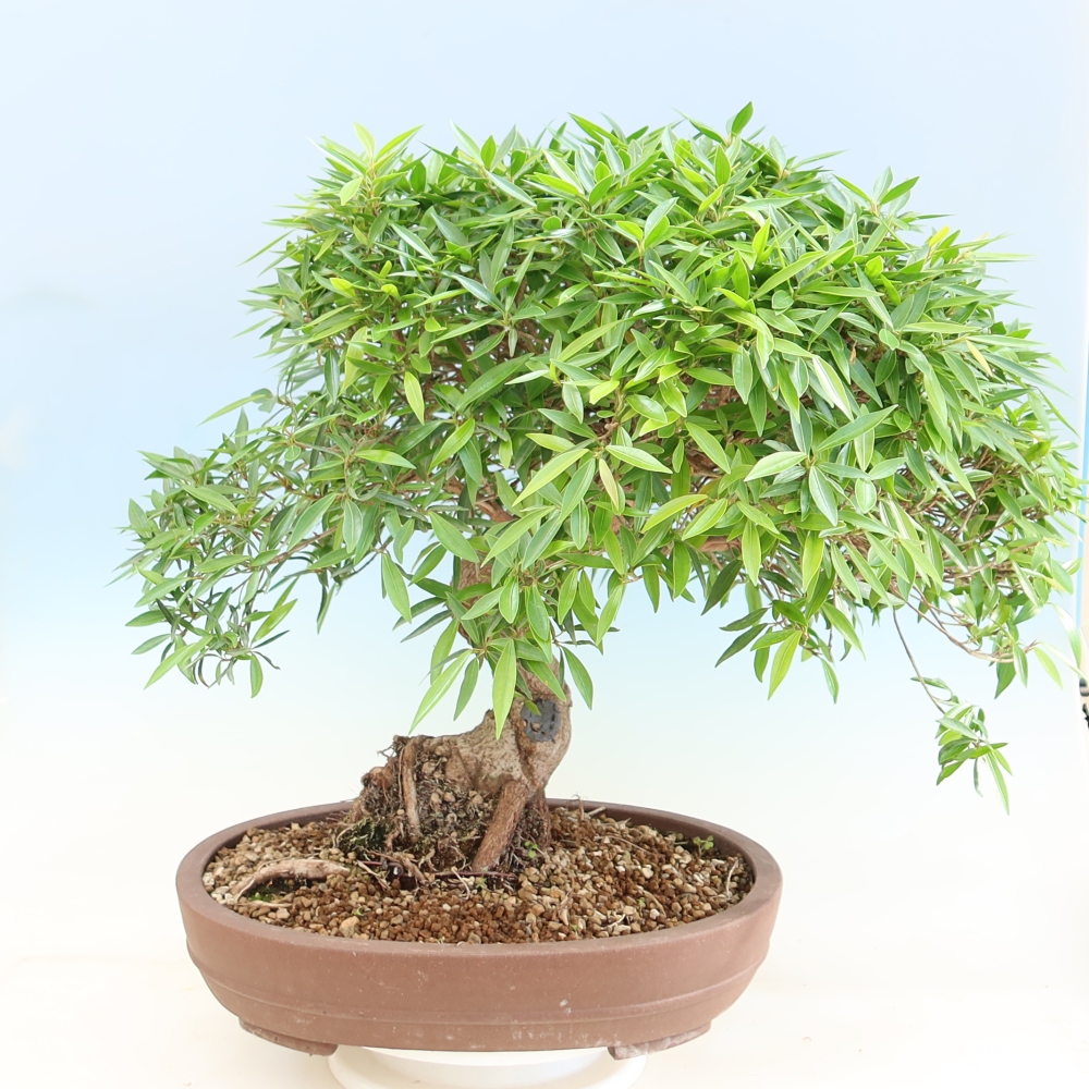 Szobai bonsai - Ficus nerifolia - kislevelű fikusz
