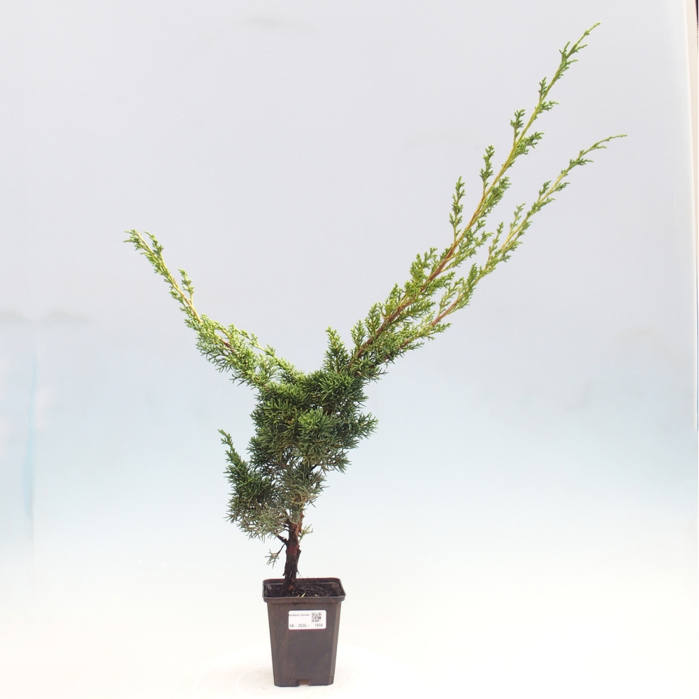 Kültéri bonsai - Juniperus chinensis Kishu