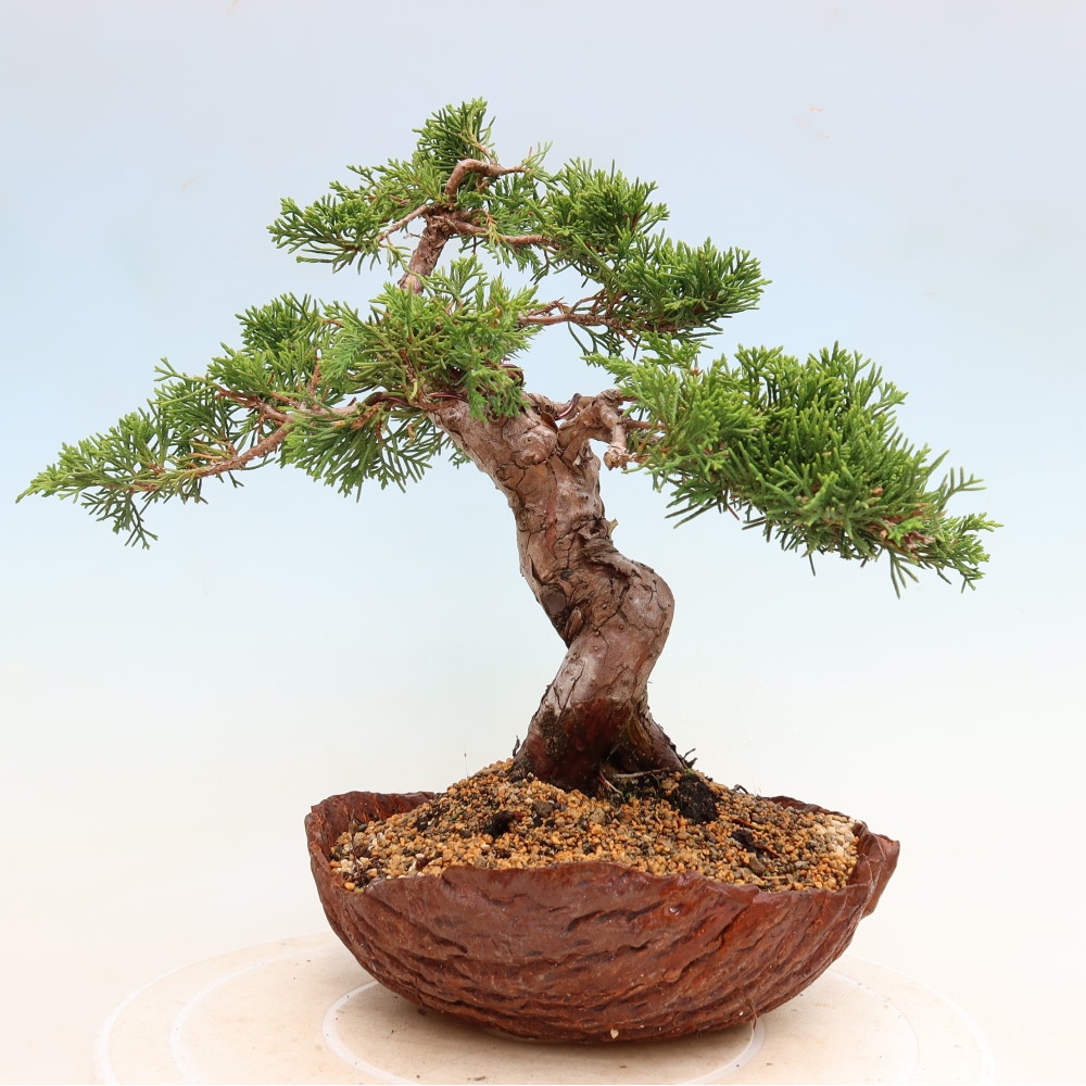 Kültéri bonsai - Juniperus chinensis Itoigawa-Juniperus chinensis