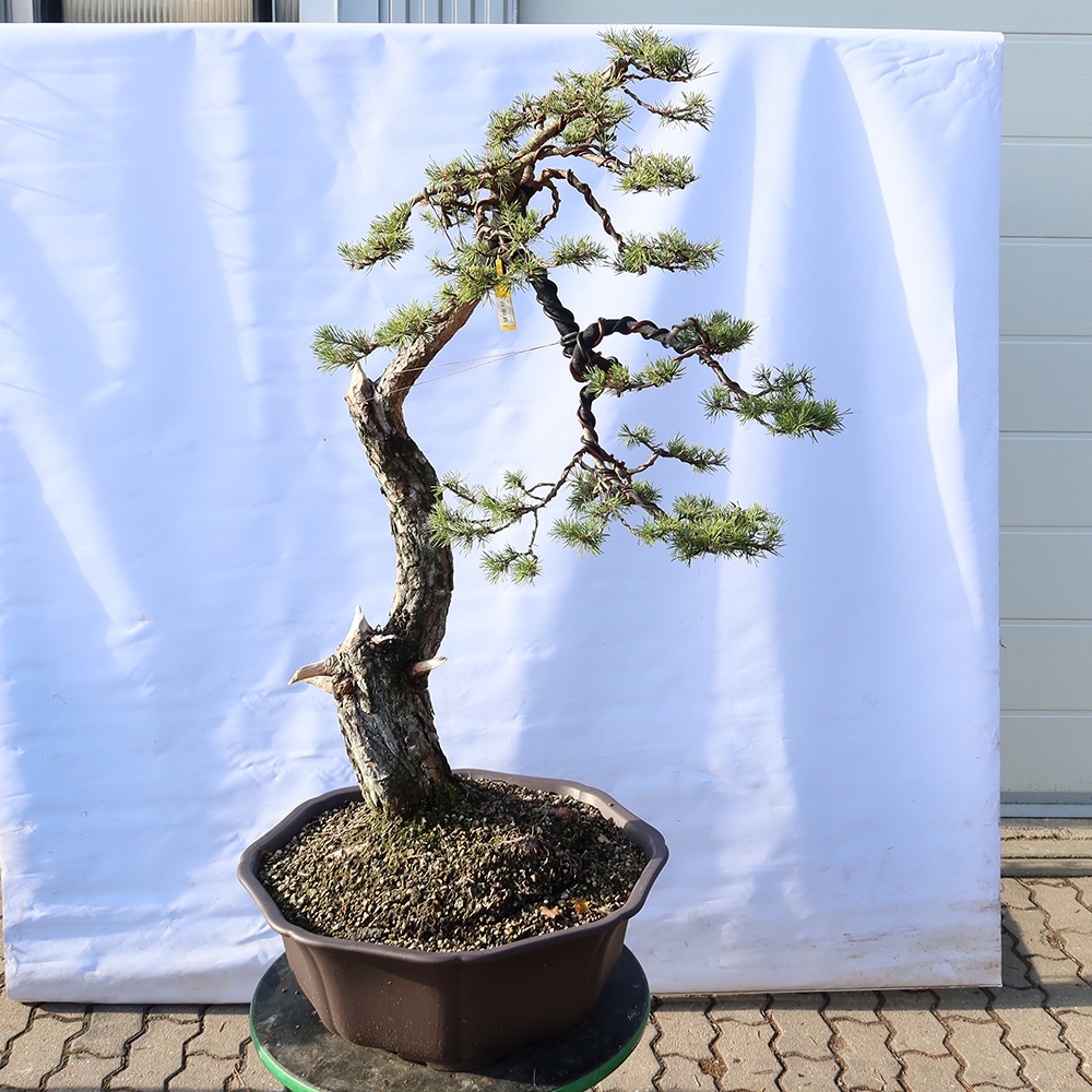 Pinus sylvestris Spanyolország – erdei fenyő