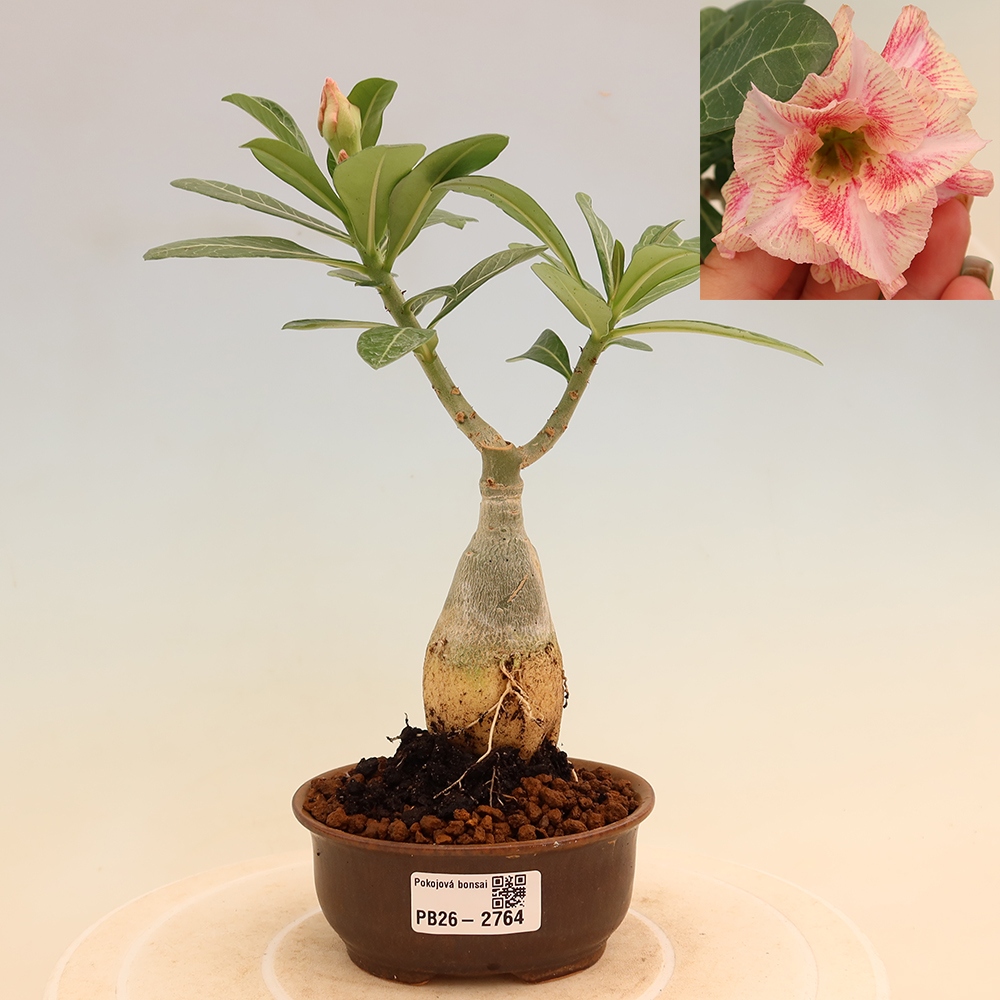 Szobabonsai – Adenium obesum, V.F.S.277-es oltvány – Sivatagi rózsa