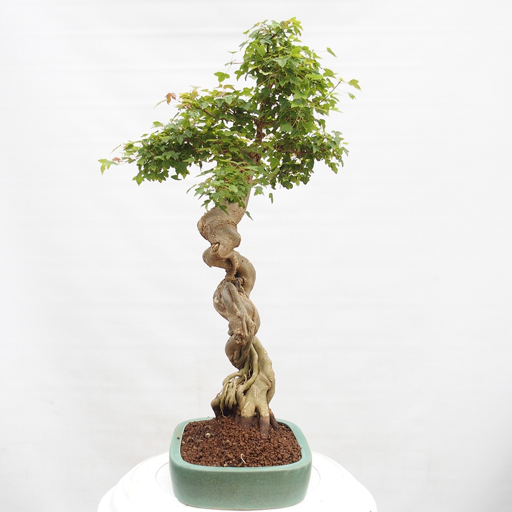Kültéri bonsai - Acer Buergerianum - Burger juhar