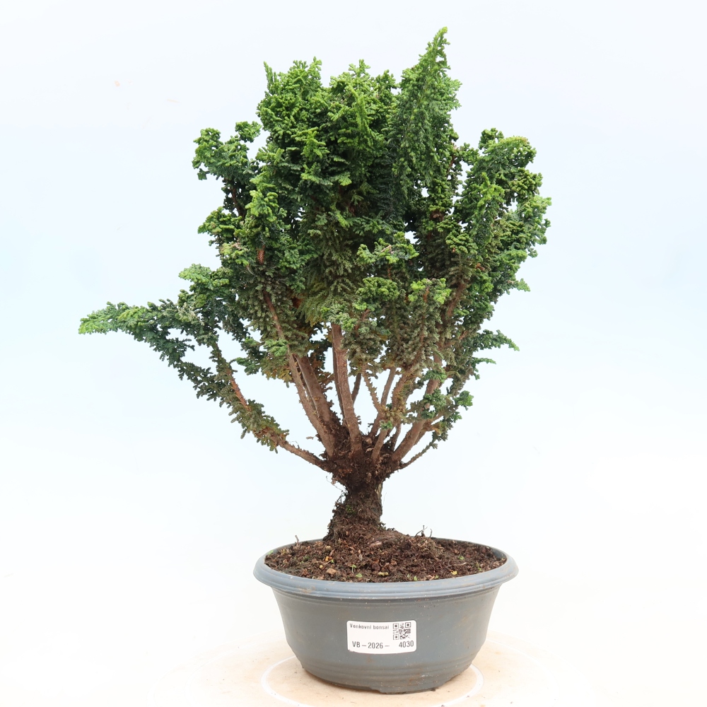 Kültéri bonsai - Cham. obtusa SEKKA HINOKI - Cifra ciprus