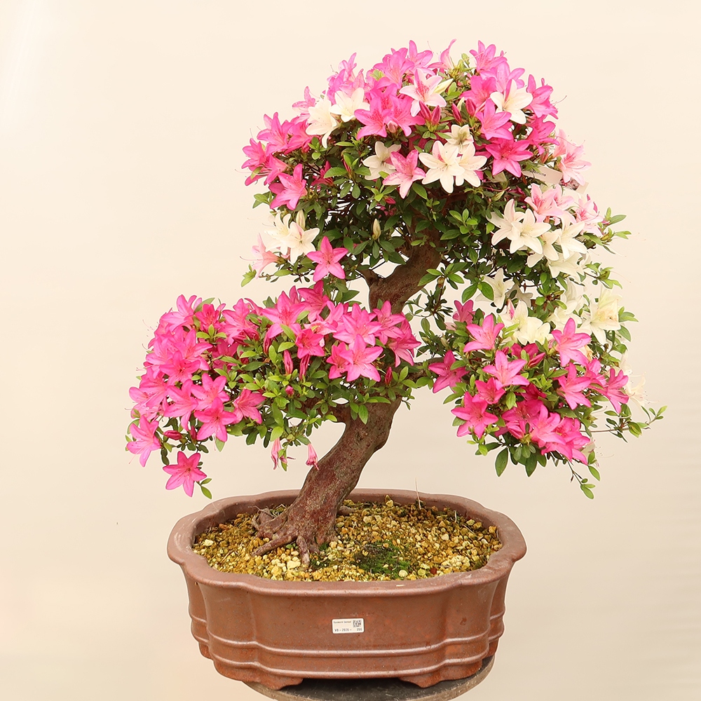 Kültéri bonsai - Japán azálea - Azalea Miyabihime