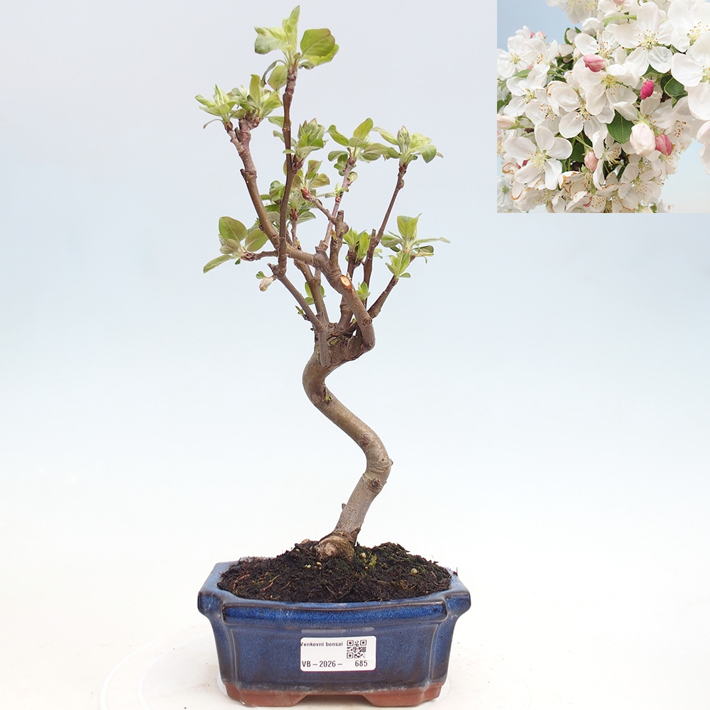 Kültéri bonsai -Malus halliana - Kis gyümölcsű almafa