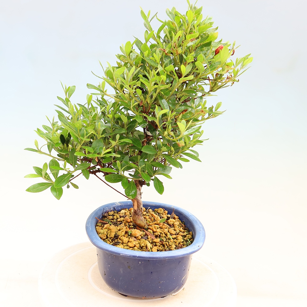 Kültéri bonsai - japán azálea - Azalea Matsunami