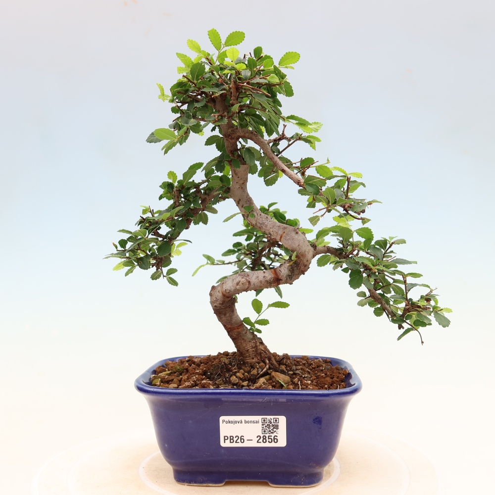 Szobai bonsai - Ulmus parvifolia - Kislevelű szilfa