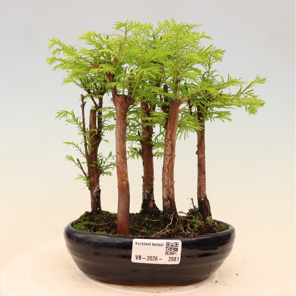 Kültéri bonsai – Metasequoia glyptostroboides – kínai metasequoia – kis erdő