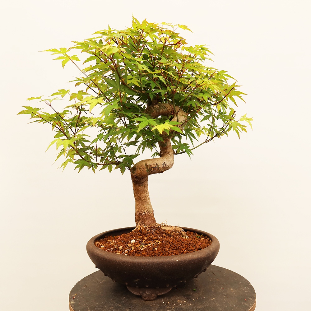 Kültéri bonsai - Maple palmatum - Pálmák