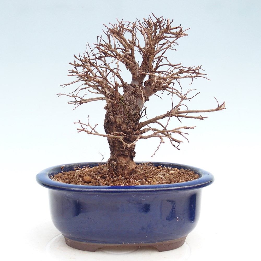 Kültéri bonsai - Zelkova - Zelkova NIRE