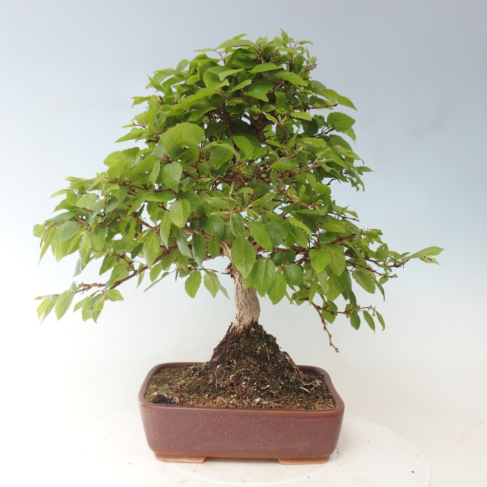 Kültéri bonsai -Carpinus CARPINOIDES - Koreai gyertyánfa