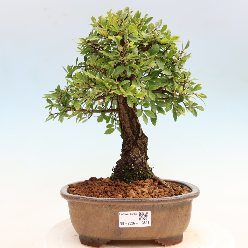 Kültéri bonsai - Zelkova - Zelkova NIRE