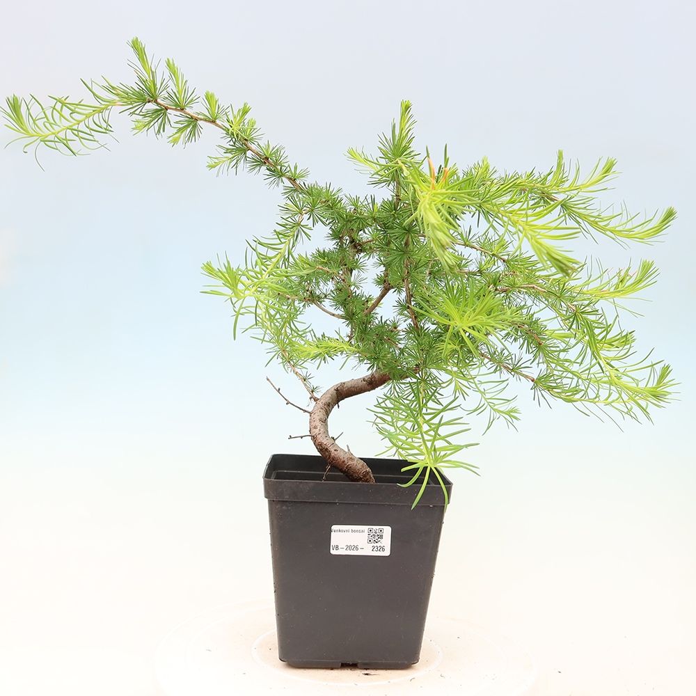 Kültéri bonsai - Larix decidua - vörösfenyő