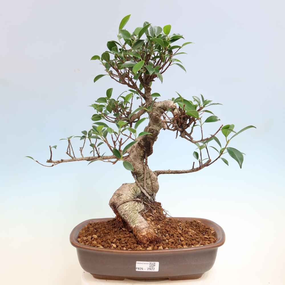 Szobai bonsai - Ficus kimmen - kislevelű fikusz